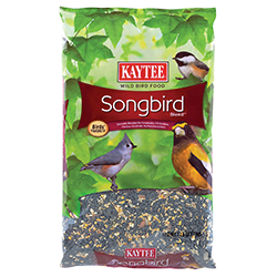 bird wildlife